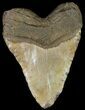 Fossil Megalodon Tooth - Very Heavy #66129-2